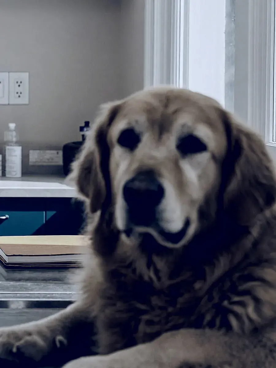 Retrato de un golden retriever adulto junto a la ventana de una clínica veterinaria